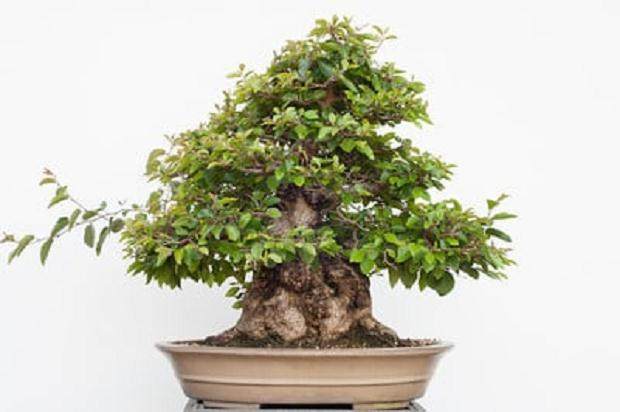 图解 如何修剪韩国鹅耳枥盆景的方法