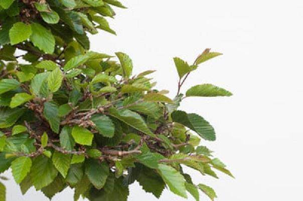 图解 如何修剪韩国鹅耳枥盆景的方法