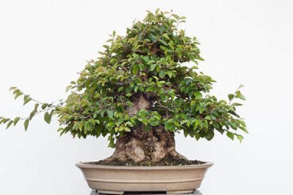 图解 如何修剪韩国鹅耳枥盆景的方法