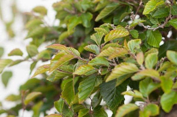 图解 如何修剪韩国鹅耳枥盆景的方法