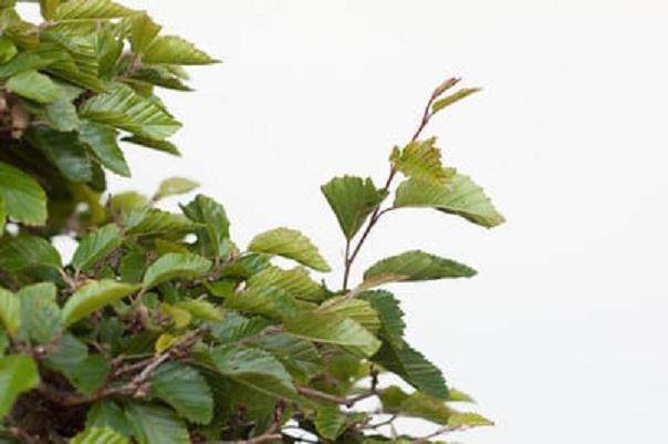 图解 如何修剪韩国鹅耳枥盆景的方法