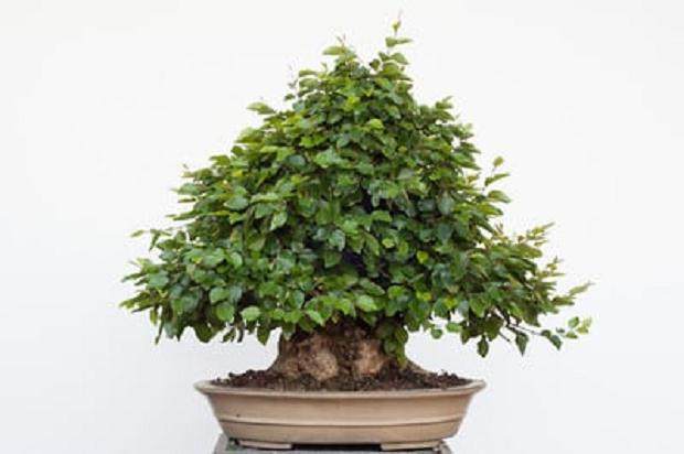 图解 韩国鹅耳枥盆景的落叶修剪