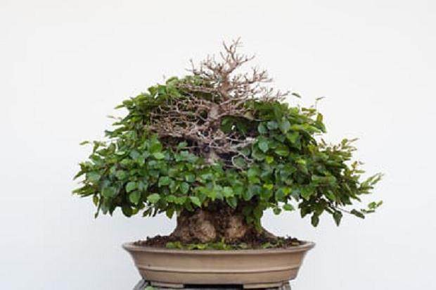 图解 韩国鹅耳枥盆景的落叶修剪