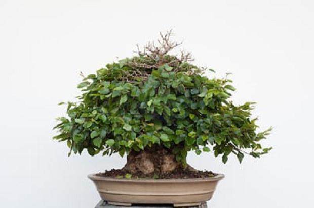 图解 韩国鹅耳枥盆景的落叶修剪