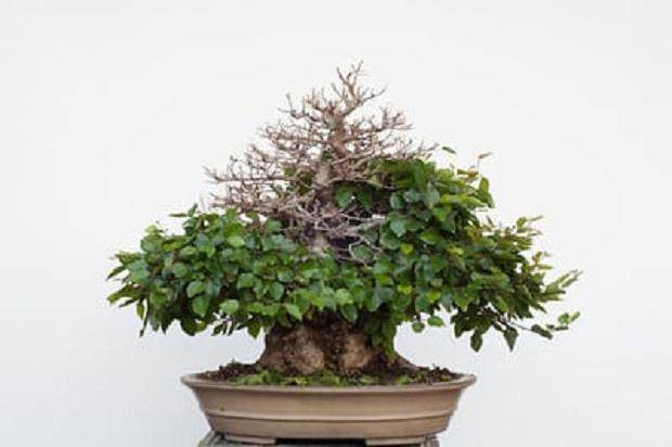 图解 韩国鹅耳枥盆景的落叶修剪