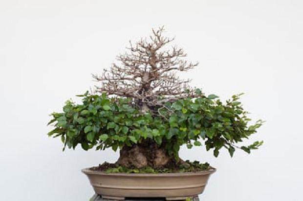 图解 韩国鹅耳枥盆景的落叶修剪