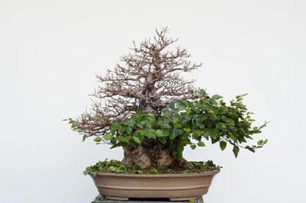 图解 韩国鹅耳枥盆景的落叶修剪