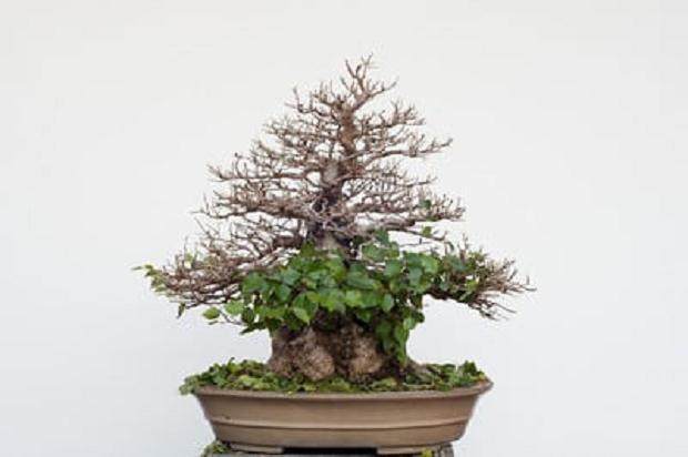 图解 韩国鹅耳枥盆景的落叶修剪