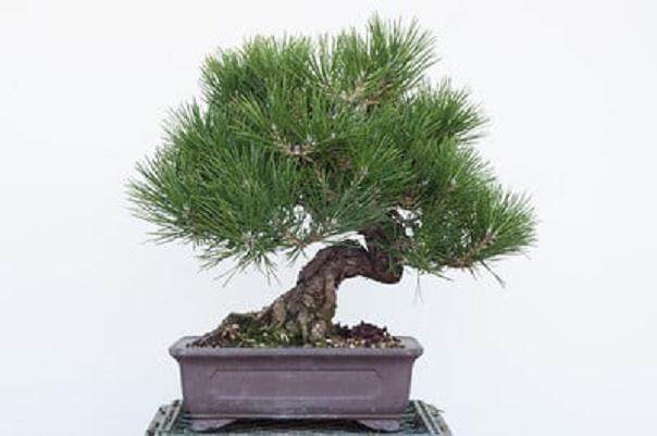 在秋季对两颗黑松盆景的修剪