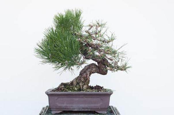 在秋季对两颗黑松盆景的修剪