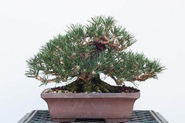 对小品松树盆景的修剪