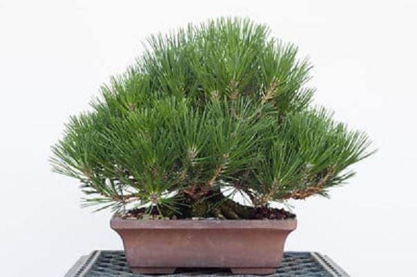 对小品松树盆景的修剪