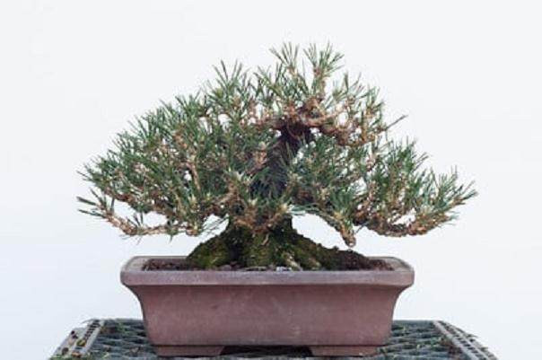 对小品松树盆景的修剪