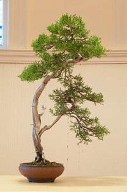 在湾岛盆景会议上对Akio Kondo的评论