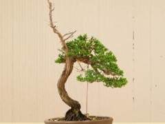 在湾岛盆景会议上对Akio Kondo的评论