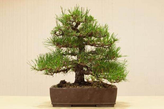 在湾岛盆景会议上对Akio Kondo的评论