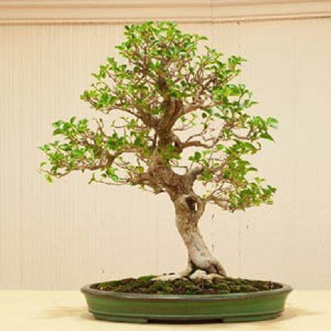 在湾岛盆景会议上对Akio Kondo的评论