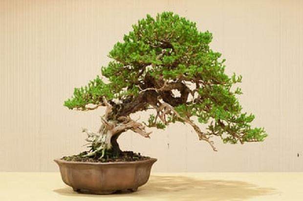 杜松盆景