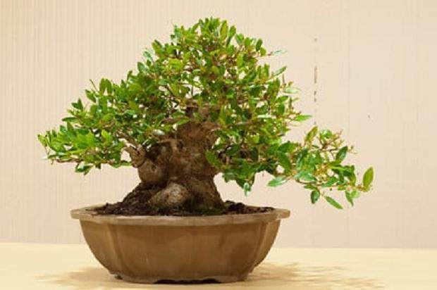 野冬青盆景
