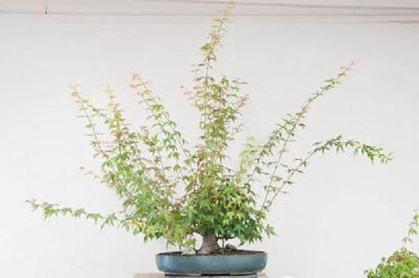 日本枫树盆景怎么修剪的工作