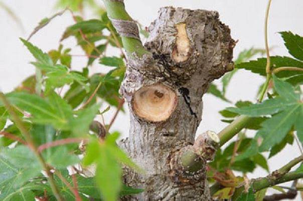 日本枫树盆景怎么修剪的工作