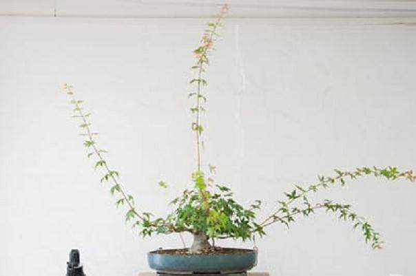 日本枫树盆景怎么修剪的工作