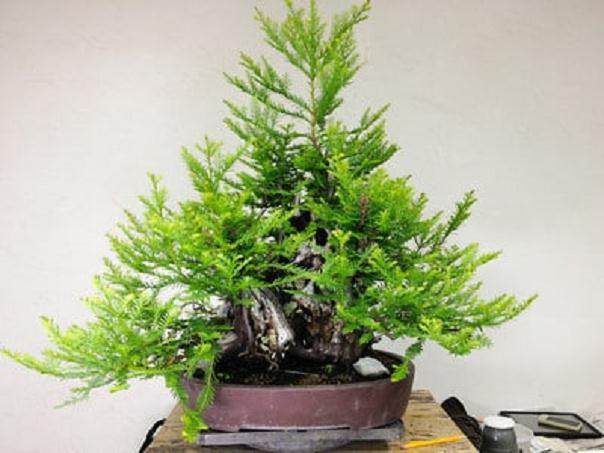 日本枫树盆景怎么修剪的工作