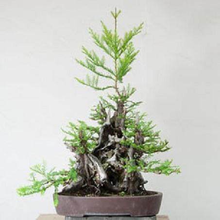 日本枫树盆景怎么修剪的工作