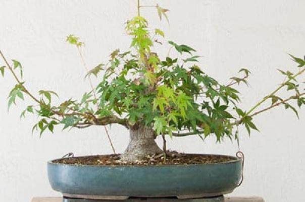 日本枫树盆景怎么修剪的工作