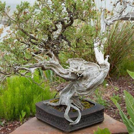 在Elandan花园的杜松盆景