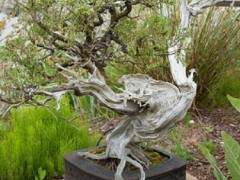 在Elandan花园的杜松盆景