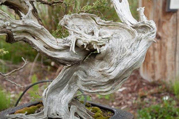 在Elandan花园的杜松盆景