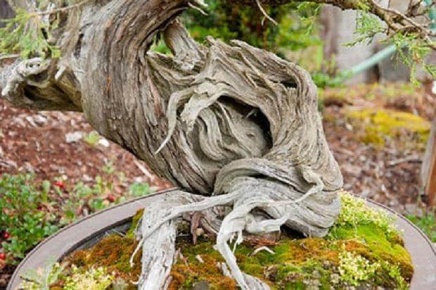 在Elandan花园的杜松盆景