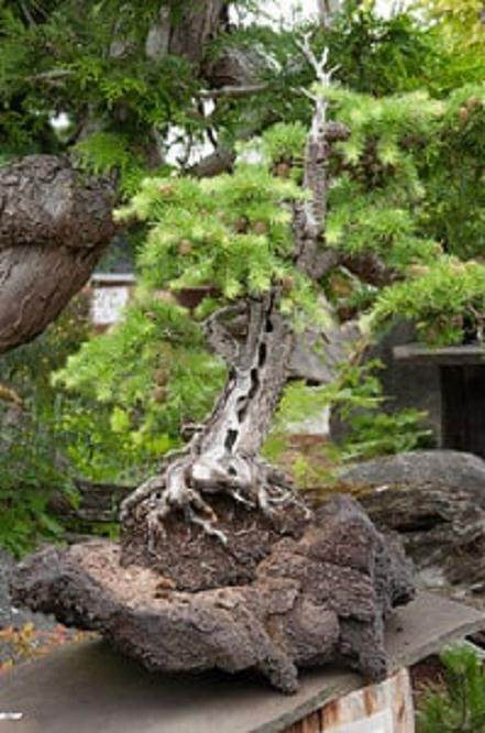 欣赏在Elandan花园的盆景
