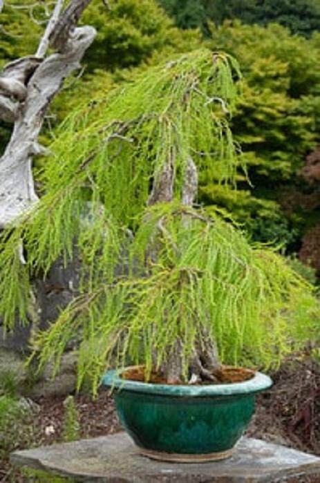 欣赏在Elandan花园的盆景