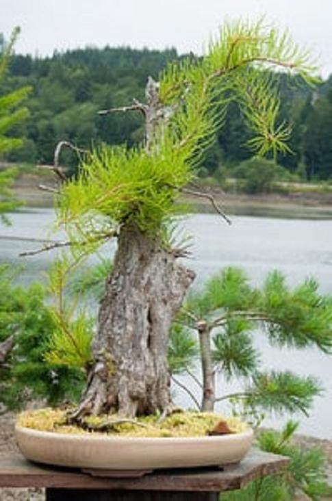 欣赏在Elandan花园的盆景