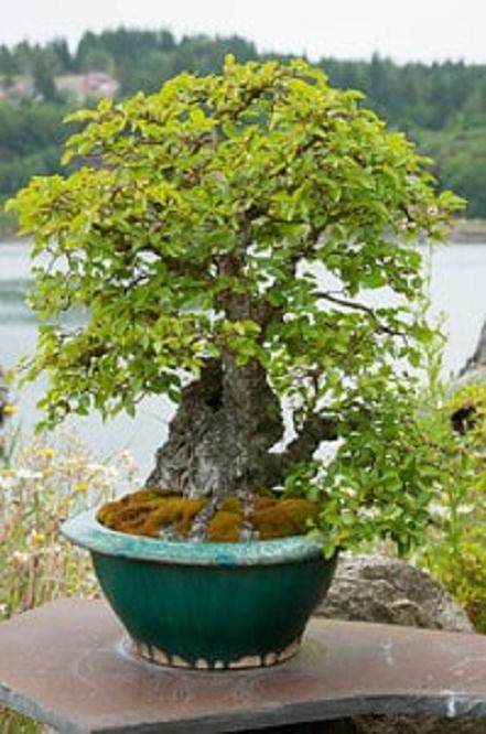 欣赏在Elandan花园的盆景