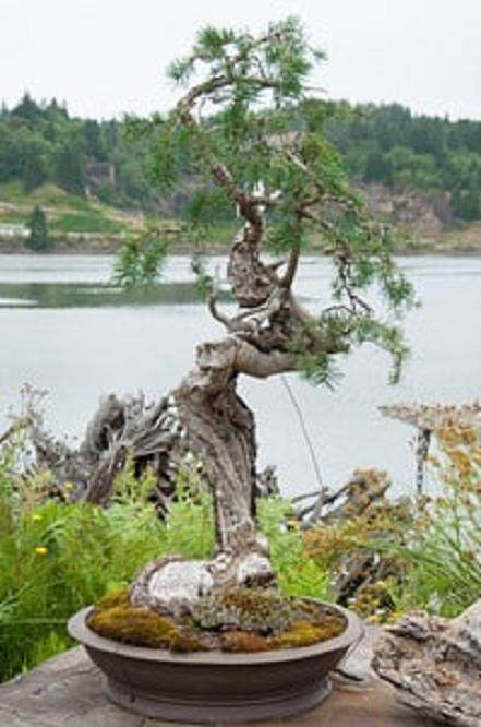 欣赏在Elandan花园的盆景