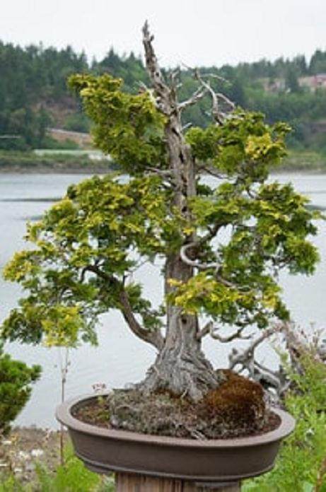 欣赏在Elandan花园的盆景
