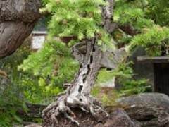 欣赏在Elandan花园的盆景