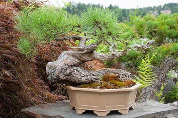 欣赏Elandan花园的黄松盆景