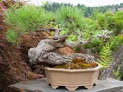 欣赏Elandan花园的黄松盆景