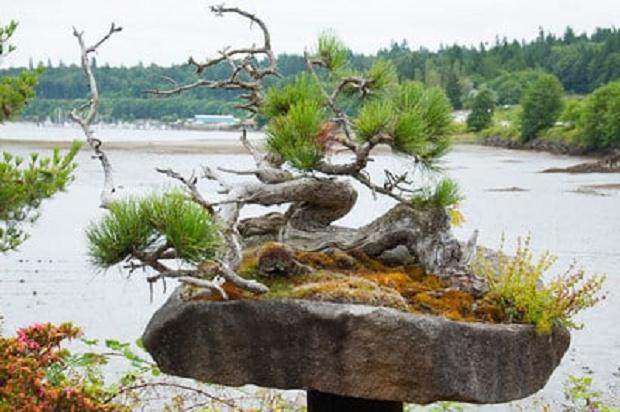 欣赏Elandan花园的黄松盆景