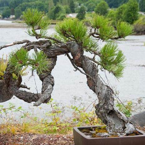 欣赏Elandan花园的黄松盆景