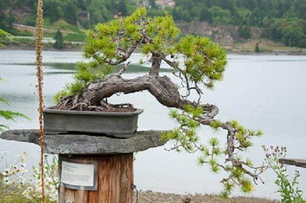 欣赏Elandan花园的黄松盆景