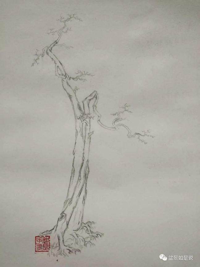 盆景倒栽 由什么是好下山桩说起