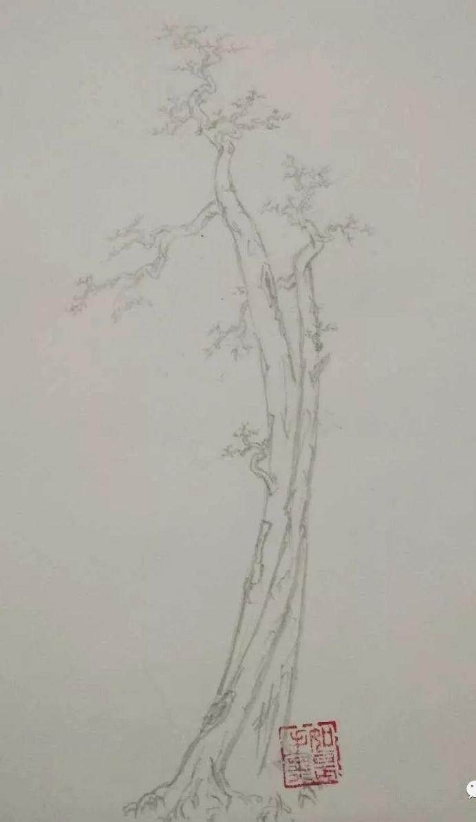 盆景倒栽 由什么是好下山桩说起