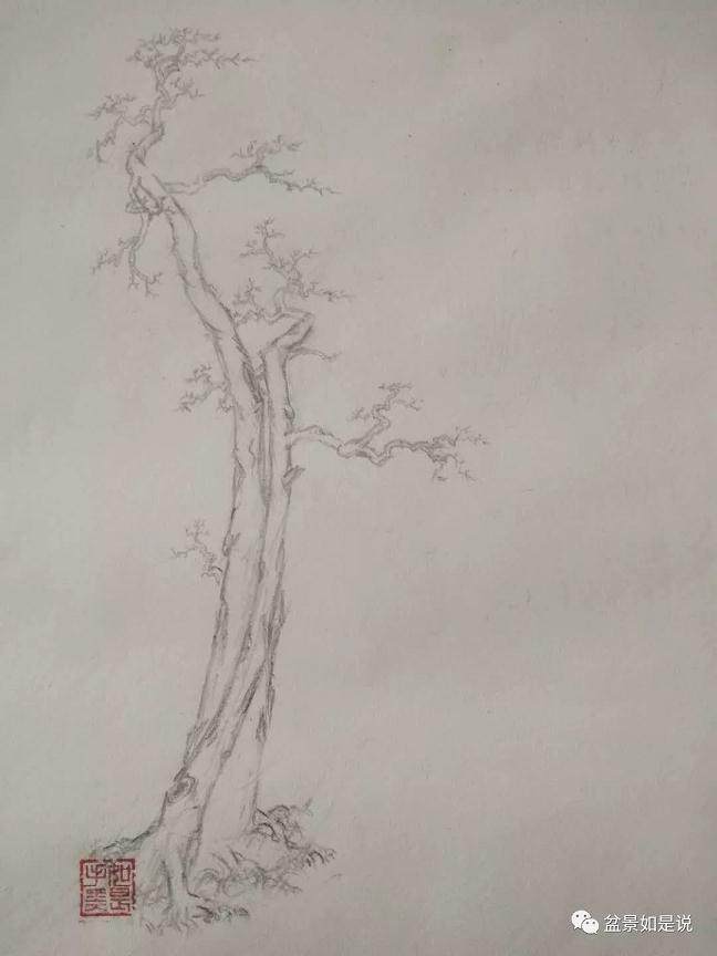 盆景倒栽 由什么是好下山桩说起