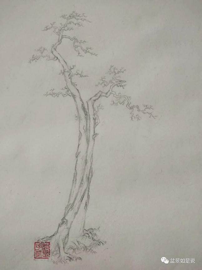 盆景倒栽 由什么是好下山桩说起