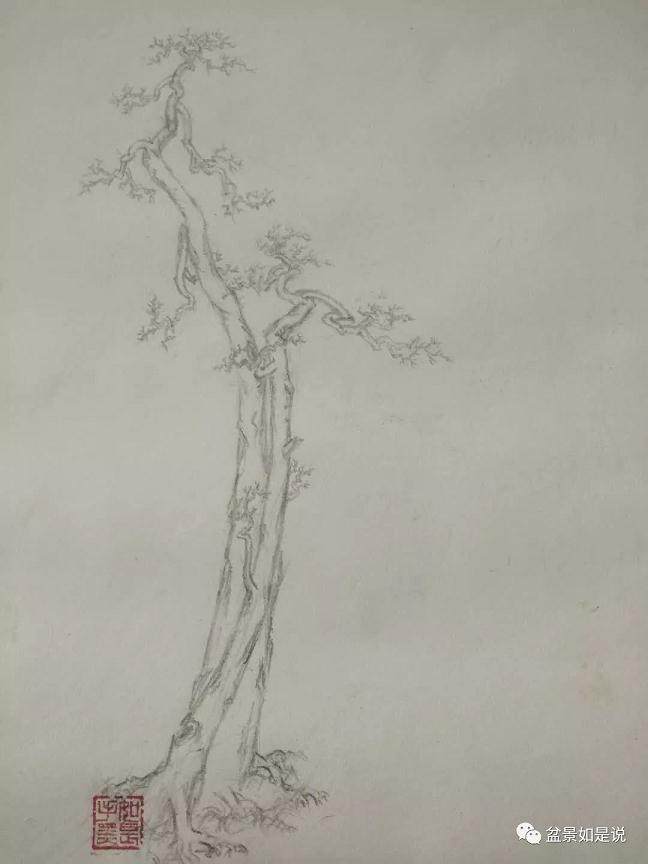 盆景倒栽 由什么是好下山桩说起